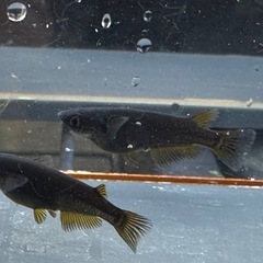 メダカ 黒心龍 🐉火🔥 1ペア＋メスの画像