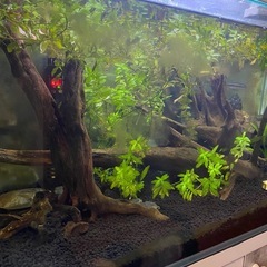 90センチ　水槽　完成済の画像