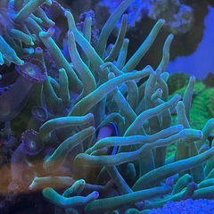 イソギンチャクの画像