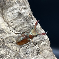 メタリフェルホソアカクワガタ（亜種サンギレンシス）の画像