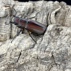 メタリフェルホソアカクワガタ（亜種サンギレンシス）の画像