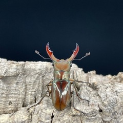 メタリフェルホソアカクワガタ（亜種サンギレンシス）の画像