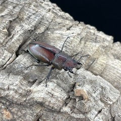 メタリフェルホソアカクワガタ（亜種サンギレンシス）の画像