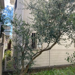 ●要確認●無料●オリーブの木●の画像