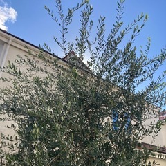 ●要確認●無料●オリーブの木●の画像