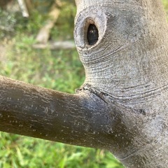 ●要確認●無料●オリーブの木●の画像