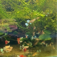 グッピーの画像