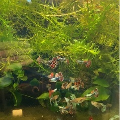 グッピーの画像