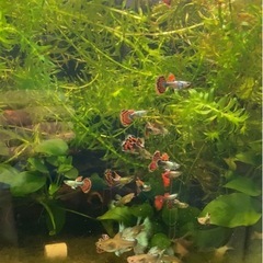 グッピーの画像