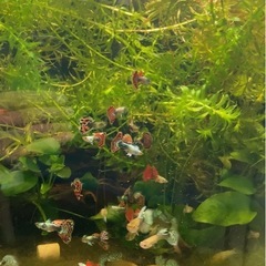 グッピーの画像