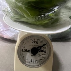 採れたてししとう300gの画像