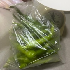 採れたてししとう300gの画像