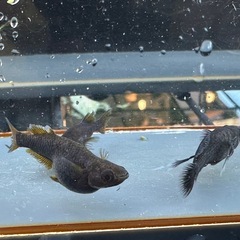 メダカ 戦艦🐉 1ペア＋メス ロークラスの画像