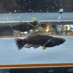 メダカ 戦艦🐉 1ペア＋メス ロークラスの画像