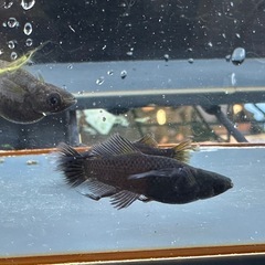 メダカ 戦艦🐉 1ペア＋メス ロークラスの画像