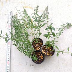 ６苗　エリゲロン　白花　丈２０ｃｍ以上複数枝苗３苗＋丈約１０ｃｍ３苗の画像