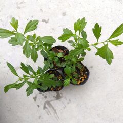 ６苗　エリゲロン　白花　丈２０ｃｍ以上複数枝苗３苗＋丈約１０ｃｍ３苗の画像