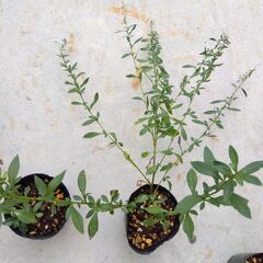 ６苗　エリゲロン　白花　丈２０ｃｍ以上複数枝苗３苗＋丈約１０ｃｍ３苗の画像