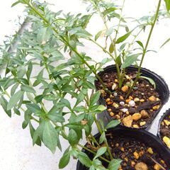 ６苗　エリゲロン　白花　丈２０ｃｍ以上複数枝苗３苗＋丈約１０ｃｍ３苗の画像