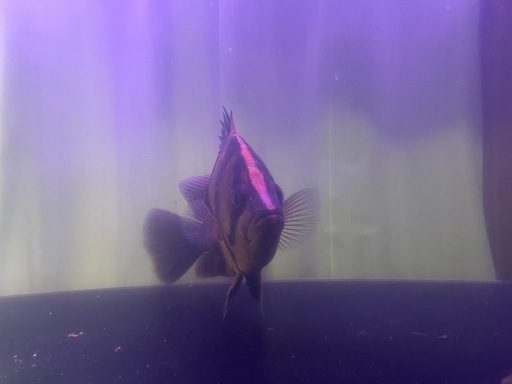 ダトニオプラスワン