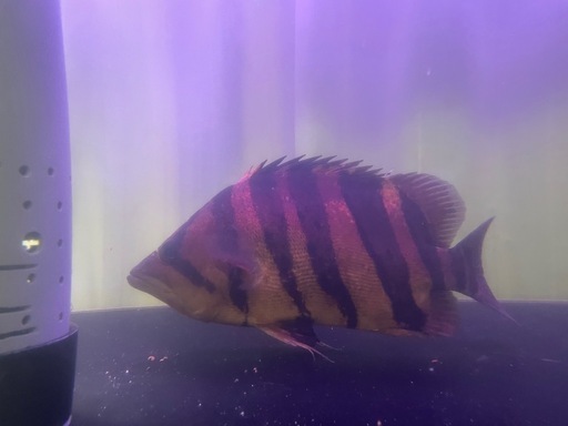 ダトニオプラスワン