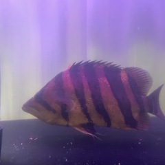 ダトニオプラスワンの画像