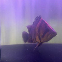 ダトニオプラスワンの画像