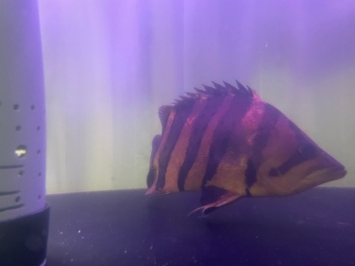 ダトニオプラスワン