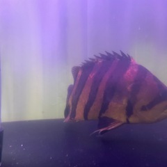 ダトニオプラスワンの画像