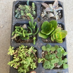 多肉植物１０種類の画像