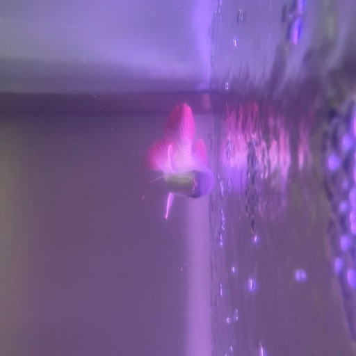 古代魚