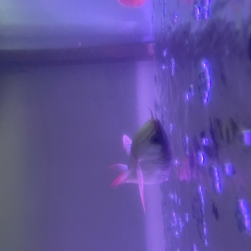 古代魚