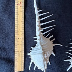 ホネガイ　骨貝　インテリアの画像