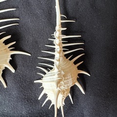 ホネガイ　骨貝　インテリアの画像