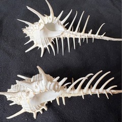 ホネガイ　骨貝　インテリアの画像