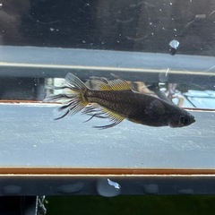 メダカ 戦艦🐉 1ペア＋メスの画像