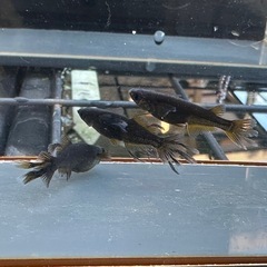 メダカ 戦艦🐉 1ペア＋メスの画像