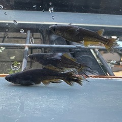 メダカ 戦艦🐉 1ペア＋メスの画像