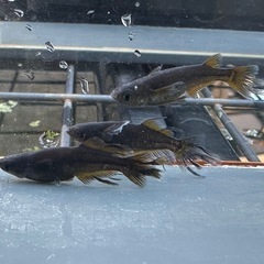 メダカ 戦艦🐉 1ペア＋メスの画像