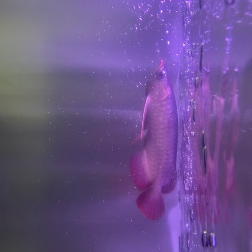 古代魚