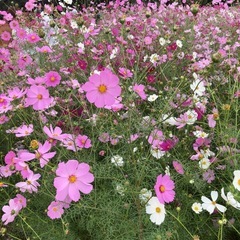 40代の独身女友達募集中です