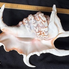 スイジガイ　貝殻　インテリアの画像