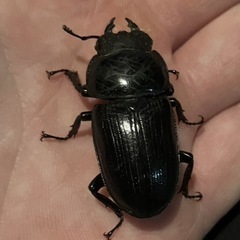 クワガタ採集・作業用　ハロゲンライト2台の画像