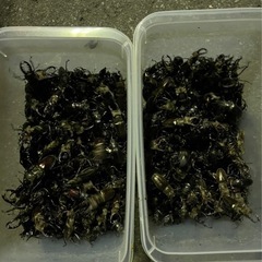 クワガタ採集・作業用　ハロゲンライト2台の画像