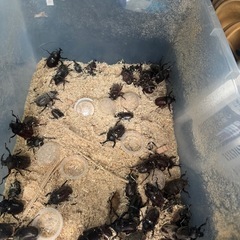 クワガタ採集・作業用　ハロゲンライト2台の画像