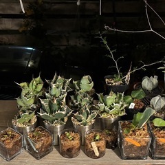 アガベ、ビカクシダ、グラキリス、 他の画像