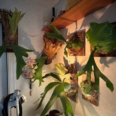 アガベ、ビカクシダ、グラキリス、 他の画像