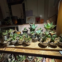 アガベ、ビカクシダ、グラキリス、 他の画像