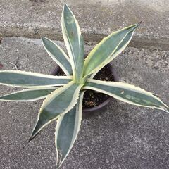 リュウゼツラン　竜舌蘭　斑入り　アガベ　アメリカーナの画像