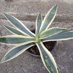 リュウゼツラン　竜舌蘭　斑入り　アガベ　アメリカーナの画像